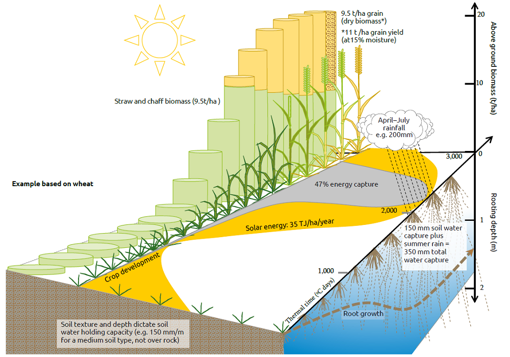 Illustration to show how wheat captures natural resources